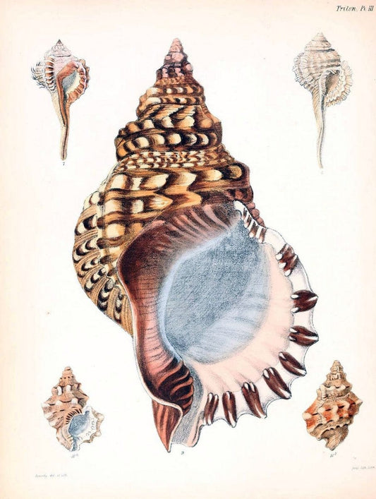Conchologia iconica, or, Illustrations of the shells of molluscous animals /.London :Reeve, Brothers,1843-1878.  | Mollusks "Pictorial works" Shells | Vintage Print Reproduction 456194