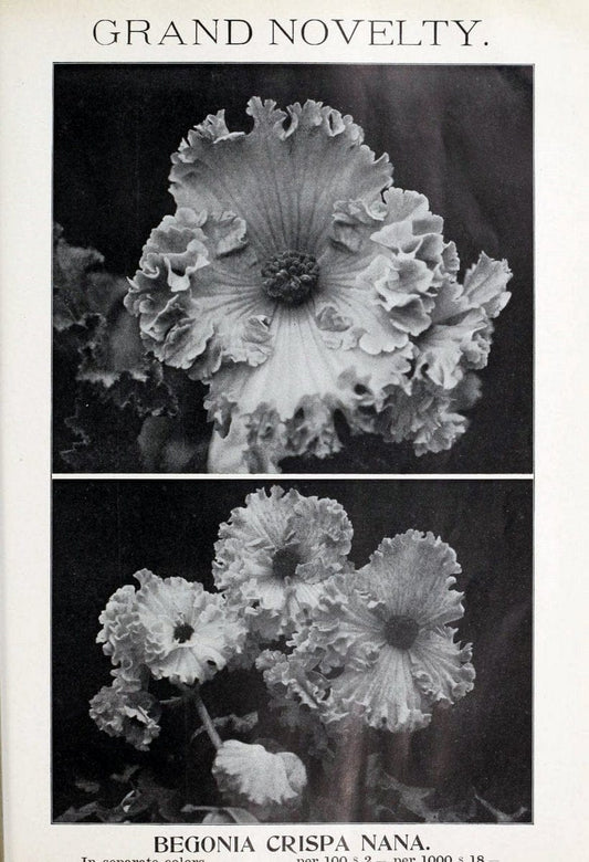 Catalogue of Dutch bulbs /.Lisse, Holland :J.J. Grullemans & Sons.  | Vintage Print Reproduction 456195