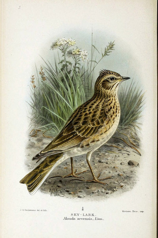 Coloured figures of the birds of the British Islands | "Eurasian Skylark" "taxonomy:binomial=Alauda arvensis" Birds "Great Britain" ogy, Ern | Vintage Print Reproduction 456196