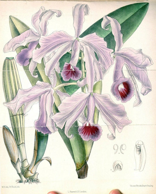 Curtis's botanical magazine. London ; New York [etc.] :Academic Press [etc.]. | "Botanical illustration" Botany Periodicals "Pictorial works" "Plants, Ornamental"  | Vintage Print Reproduction 456197