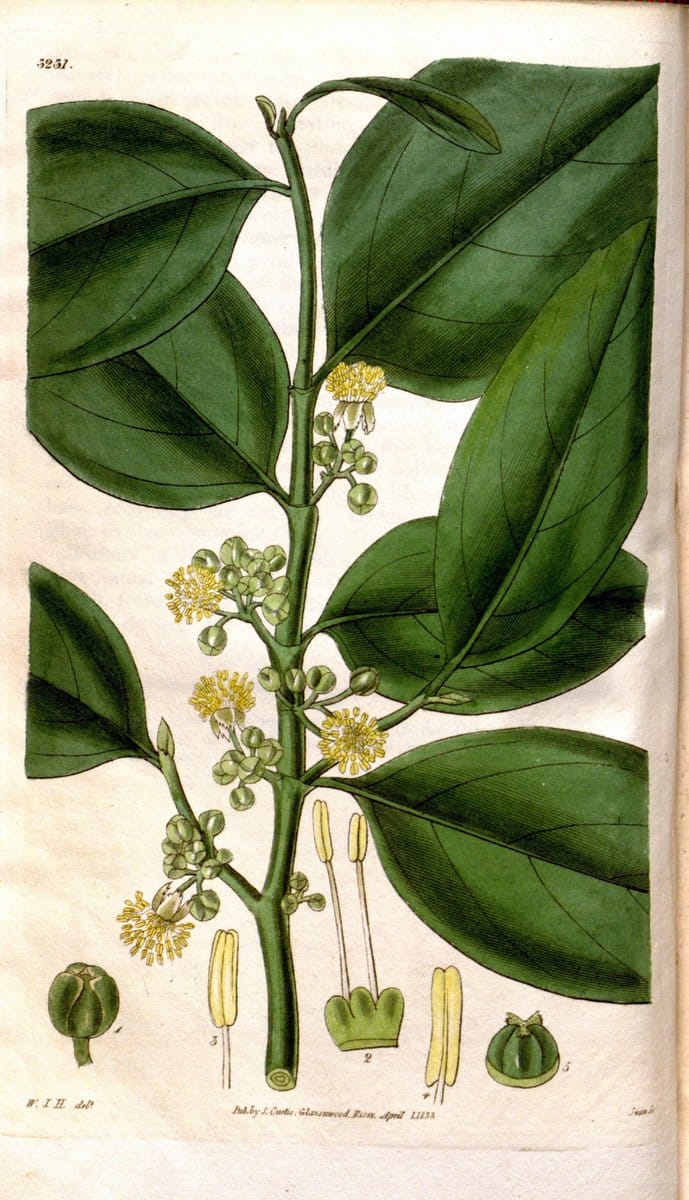 Curtis's botanical magazine. London ; New York [etc.] :Academic Press [etc.]. | "Botanical illustration" Botany Periodicals "Pictorial works" "Plants, Ornamental"  | Vintage Print Reproduction 456198