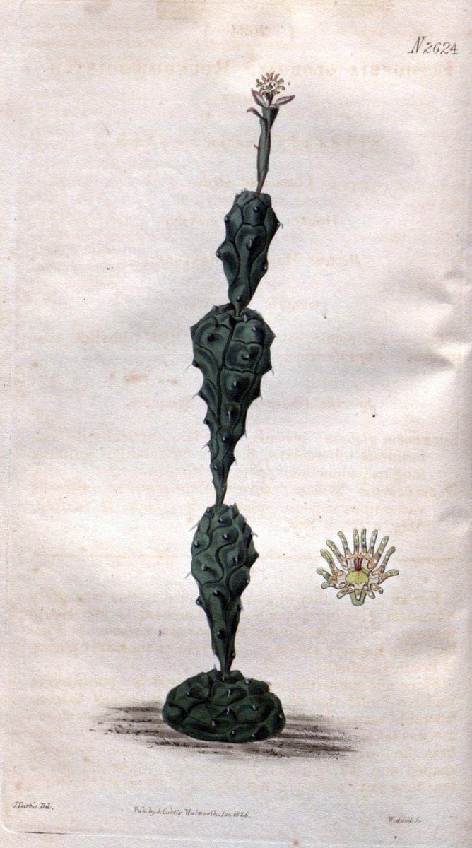 Curtis's botanical magazine. London ; New York [etc.] :Academic Press [etc.]. | "Botanical illustration" Botany Periodicals "Pictorial works" "Plants, Ornamental"  | Vintage Print Reproduction 456199