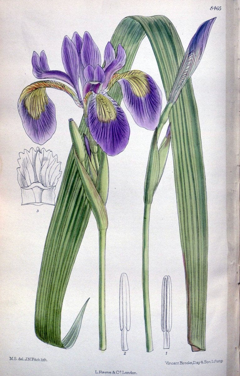 Curtis's botanical magazine. London ; New York [etc.] :Academic Press [etc.]. | "Botanical illustration" Botany Periodicals "Pictorial works" "Plants, Ornamental"  | Vintage Print Reproduction 456200