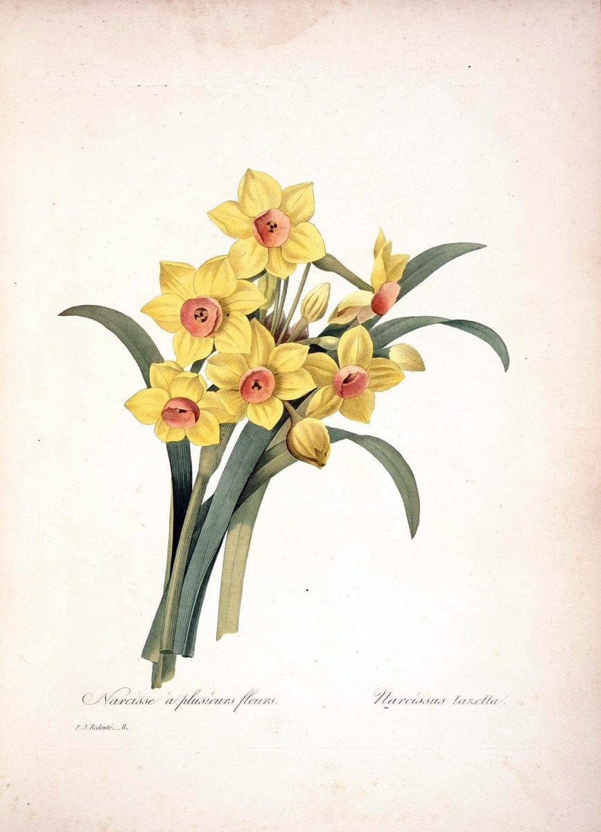 Choix des plus belles fleurs :.Paris :Ernest Panckoucke,[1833].  | 1833 Botany France Icones "Pictorial works"  | Vintage Print Reproduction 456201