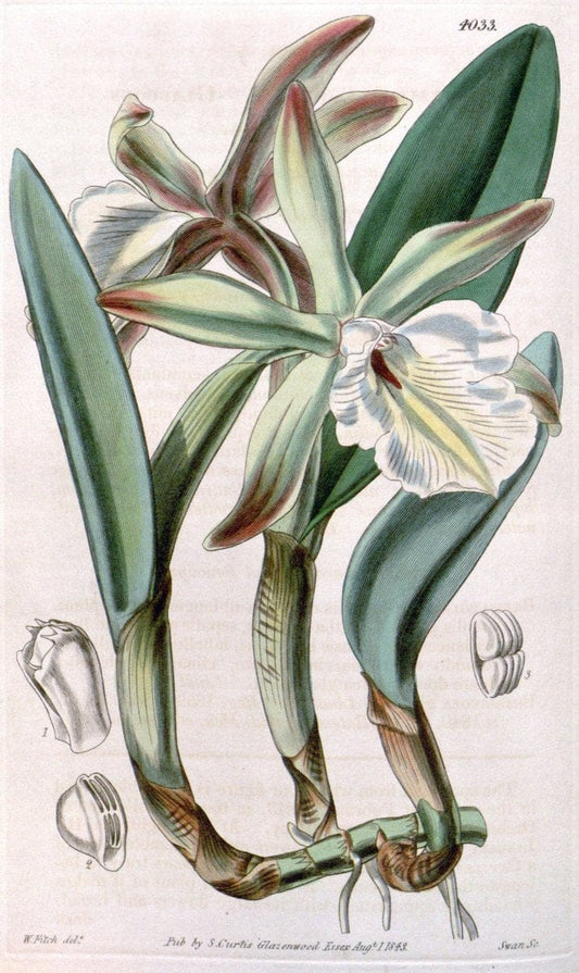 Curtis's botanical magazine. London ; New York [etc.] :Academic Press [etc.]. | "Botanical illustration" Botany Periodicals "Pictorial works" "Plants, Ornamental"  | Vintage Print Reproduction 456203
