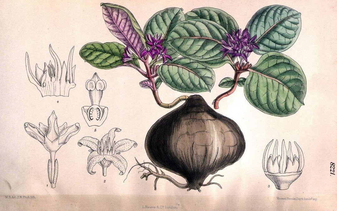 Curtis's botanical magazine. London ; New York [etc.] :Academic Press [etc.]. | "Botanical illustration" Botany Periodicals "Pictorial works" "Plants, Ornamental"  | Vintage Print Reproduction 456204