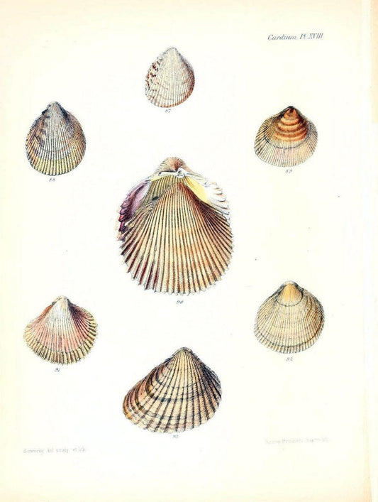 Conchologia iconica, or, Illustrations of the shells of molluscous animals /.London :Reeve, Brothers,1843-1878.. |  | Vintage Print Reproduction 456205