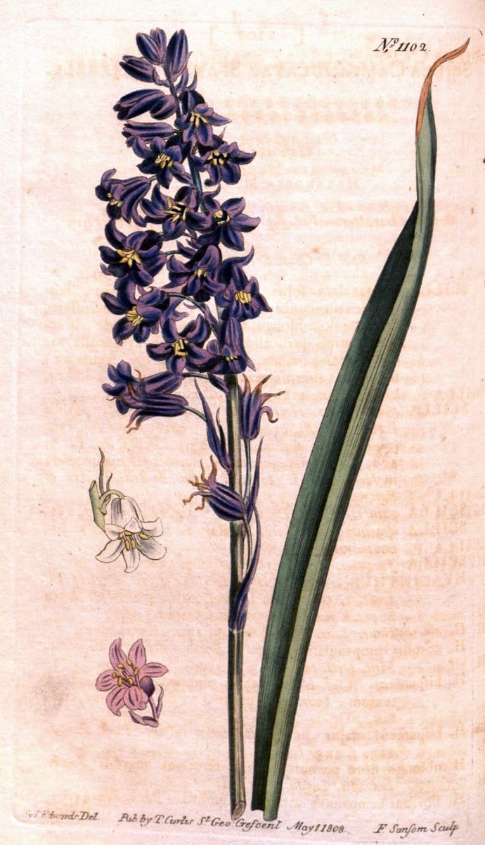 Curtis's botanical magazine. London ; New York [etc.] :Academic Press [etc.]. | "Botanical illustration" Botany Periodicals "Pictorial works" "Plants, Ornamental"  | Vintage Print Reproduction 456206