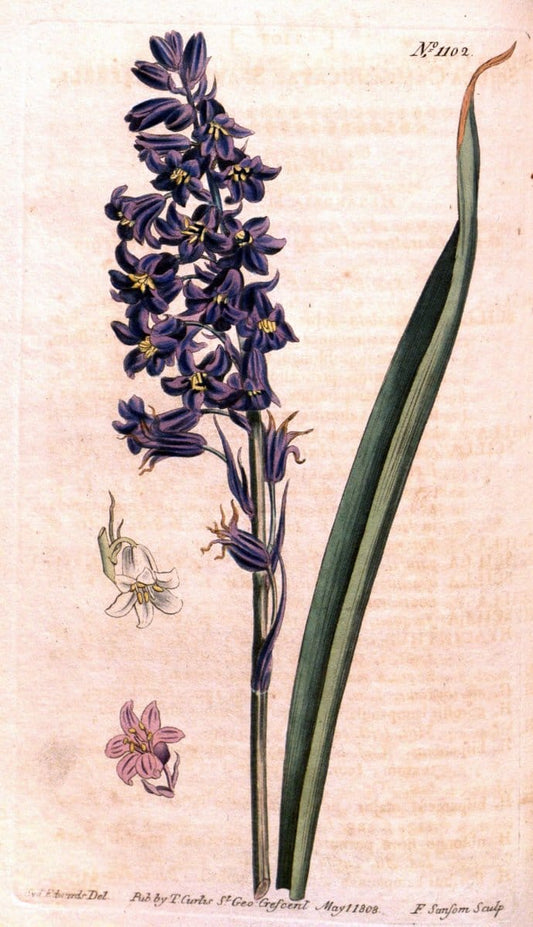 Curtis's botanical magazine. London ; New York [etc.] :Academic Press [etc.]. | "Botanical illustration" Botany Periodicals "Pictorial works" "Plants, Ornamental"  | Vintage Print Reproduction 456206