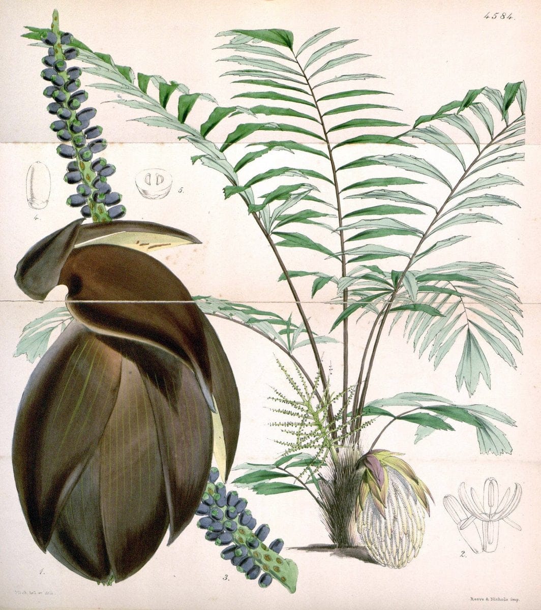 Curtis's botanical magazine. London ; New York [etc.] :Academic Press [etc.]. | "Botanical illustration" Botany Periodicals "Pictorial works" "Plants, Ornamental"  | Vintage Print Reproduction 456207