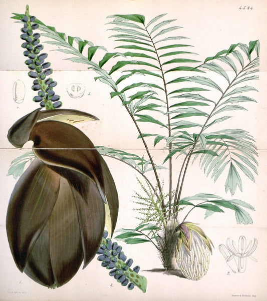 Curtis's botanical magazine. London ; New York [etc.] :Academic Press [etc.]. | "Botanical illustration" Botany Periodicals "Pictorial works" "Plants, Ornamental"  | Vintage Print Reproduction 456207