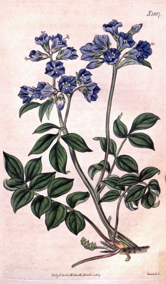 Curtis's botanical magazine. London ; New York [etc.] :Academic Press [etc.]. | "Botanical illustration" Botany Periodicals "Pictorial works" "Plants, Ornamental"  | Vintage Print Reproduction 456208