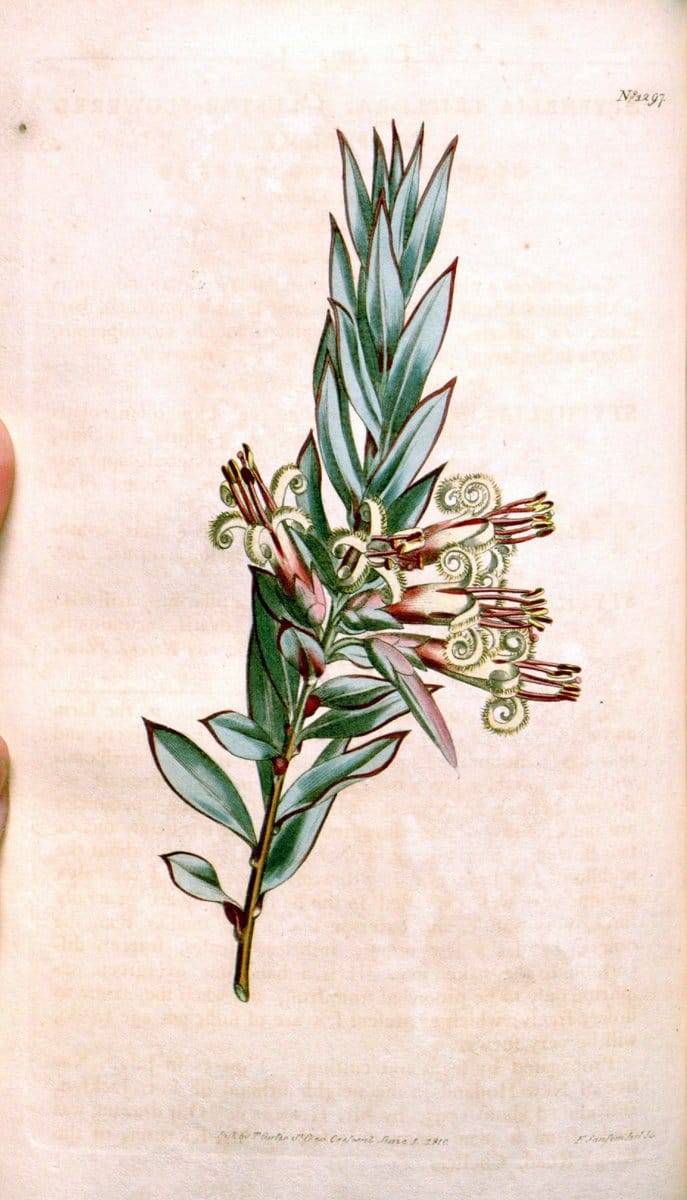 Curtis's botanical magazine. London ; New York [etc.] :Academic Press [etc.]. | "Botanical illustration" Botany Periodicals "Pictorial works" "Plants, Ornamental"  | Vintage Print Reproduction 456209