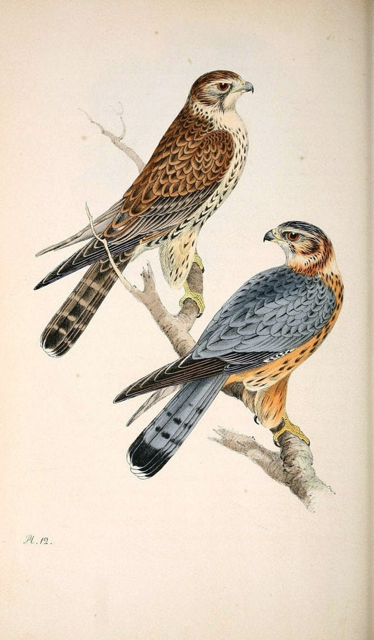 Coloured illustrations of British birds, and their eggs /.London :G.W. Nickisson,1842-1850.. |  | Vintage Print Reproduction 456210
