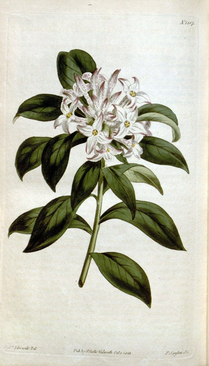 Curtis's botanical magazine. London ; New York [etc.] :Academic Press [etc.]. | "Botanical illustration" Botany Periodicals "Pictorial works" "Plants, Ornamental"  | Vintage Print Reproduction 456211