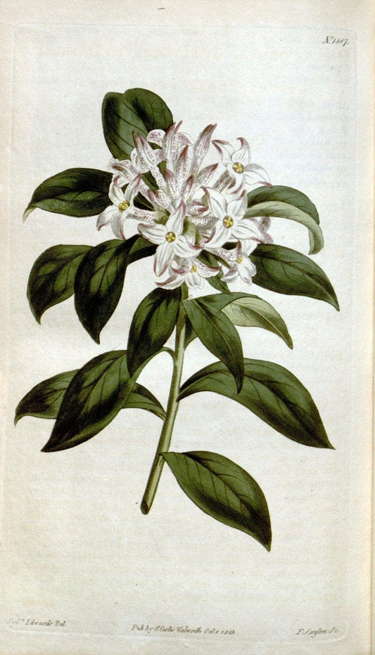 Curtis's botanical magazine. London ; New York [etc.] :Academic Press [etc.]. | "Botanical illustration" Botany Periodicals "Pictorial works" "Plants, Ornamental"  | Vintage Print Reproduction 456211