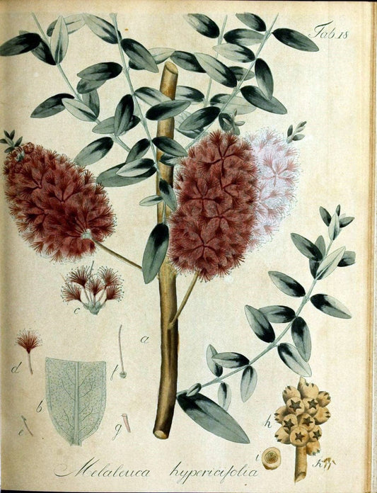 Collectio plantarum tam exoticarum, quam indigenarum, cum delineatione, descriptione cul | Botany | Vintage Print Reproduction 456212