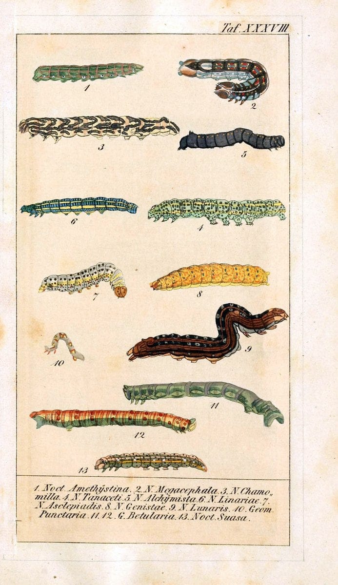 Chronologischer Raupenkalender, oder, Naturgeschichte der europÃ¤ischen RaupenBerlin :Im Verlage von Theodor Bade,1837. |  | Vintage Print Reproduction 456213
