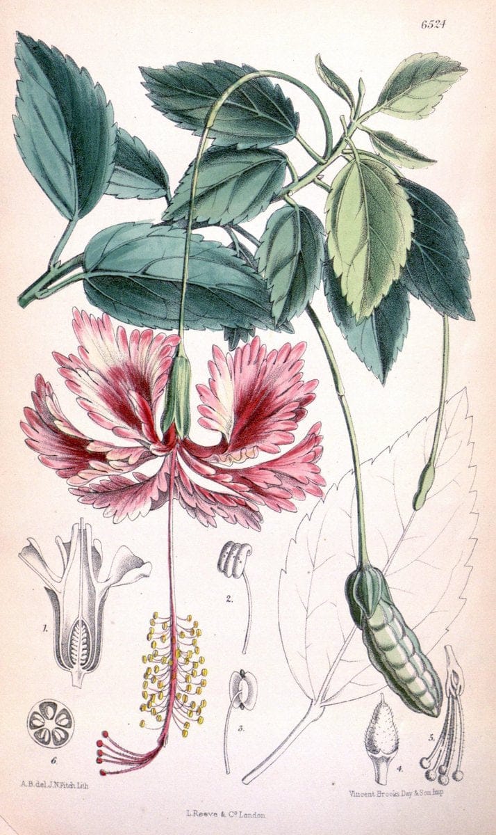 Curtis's botanical magazine. London ; New York [etc.] :Academic Press [etc.]. | "Botanical illustration" Botany Periodicals "Pictorial works" "Plants, Ornamental"  | Vintage Print Reproduction 456215