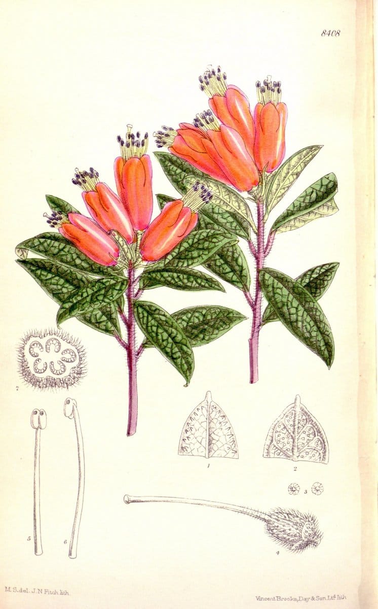 Curtis's botanical magazine. London ; New York [etc.] :Academic Press [etc.]. | "Botanical illustration" Botany Periodicals "Pictorial works" "Plants, Ornamental"  | Vintage Print Reproduction 456216