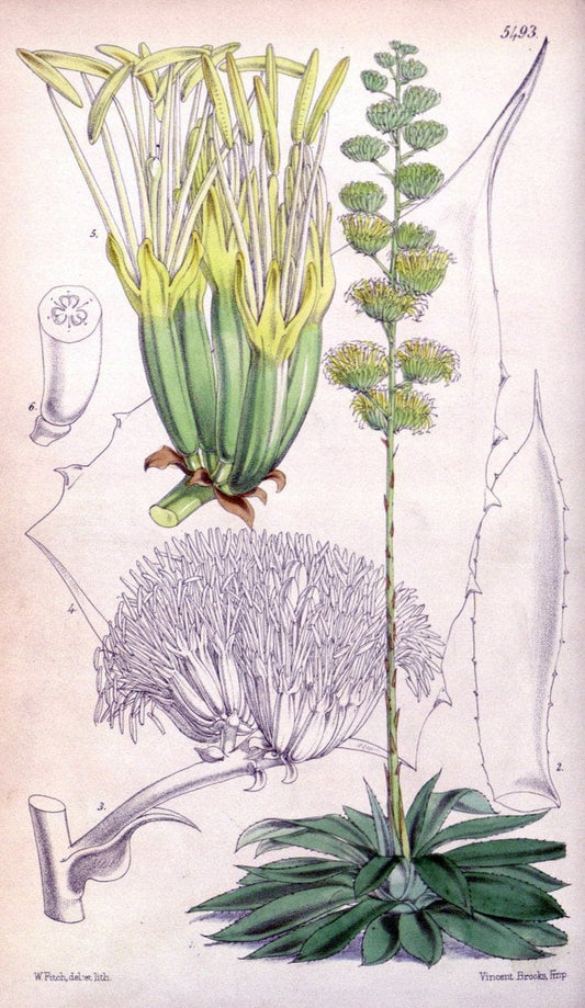 Curtis's botanical magazine..London ;New York [etc.] :Academic Press [etc.]. |  | Vintage Print Reproduction 456217