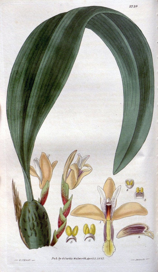 Curtis's botanical magazine..London ;New York [etc.] :Academic Press [etc.]. |  | Vintage Print Reproduction 456218
