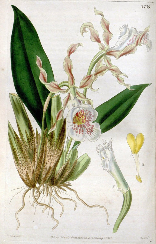 Curtis's botanical magazine..London ;New York [etc.] :Academic Press [etc.]. |  | Vintage Print Reproduction 456219