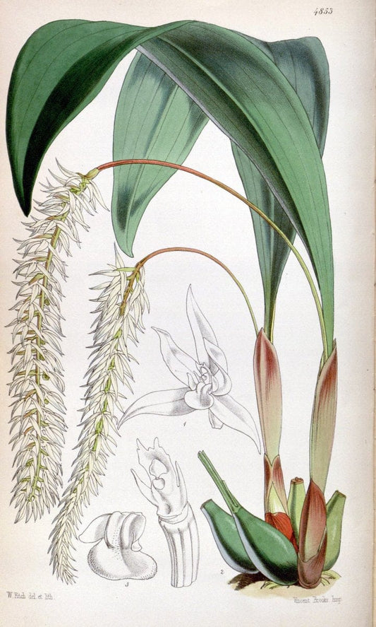 Curtis's botanical magazine. London ;New York [etc.] :Academic Press [etc.]. | Botany Periodicals "Pictorial works"  | Vintage Print Reproduction 456220