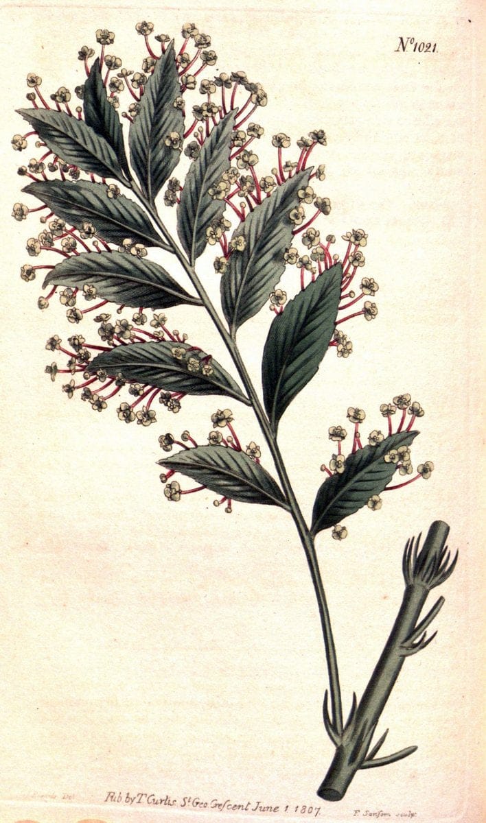 Curtis's botanical magazine. London ;New York [etc.] :Academic Press [etc.]. | Botany Periodicals "Pictorial works"  | Vintage Print Reproduction 456221