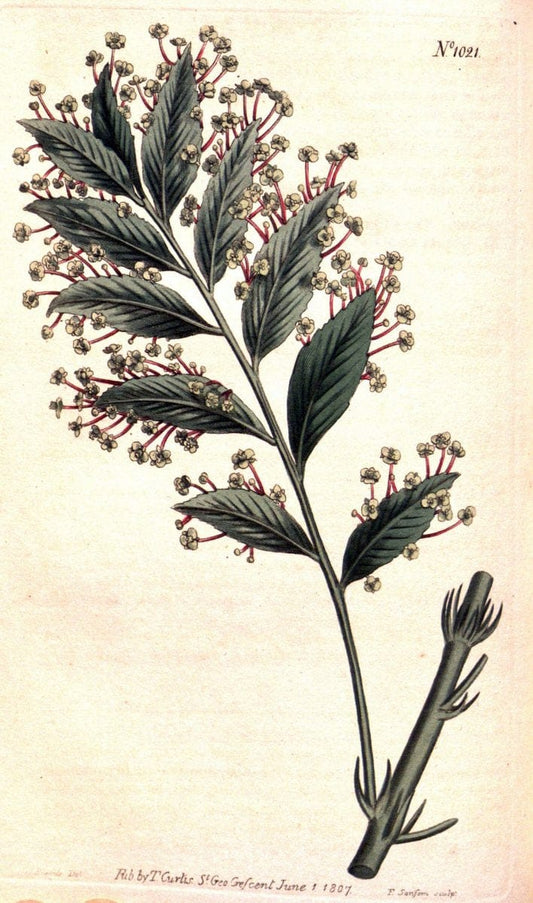 Curtis's botanical magazine. London ;New York [etc.] :Academic Press [etc.]. | Botany Periodicals "Pictorial works"  | Vintage Print Reproduction 456221