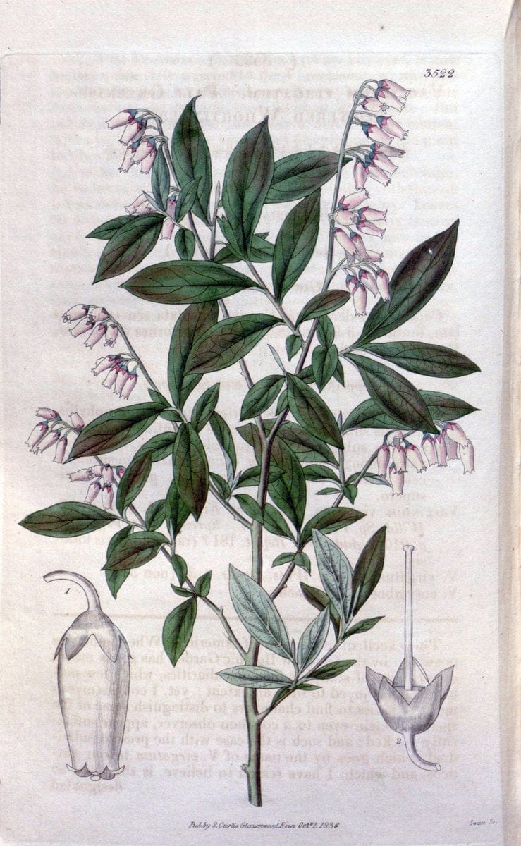 Curtis's botanical magazine. London ;New York [etc.] :Academic Press [etc.]. | Botany Periodicals "Pictorial works"  | Vintage Print Reproduction 456222