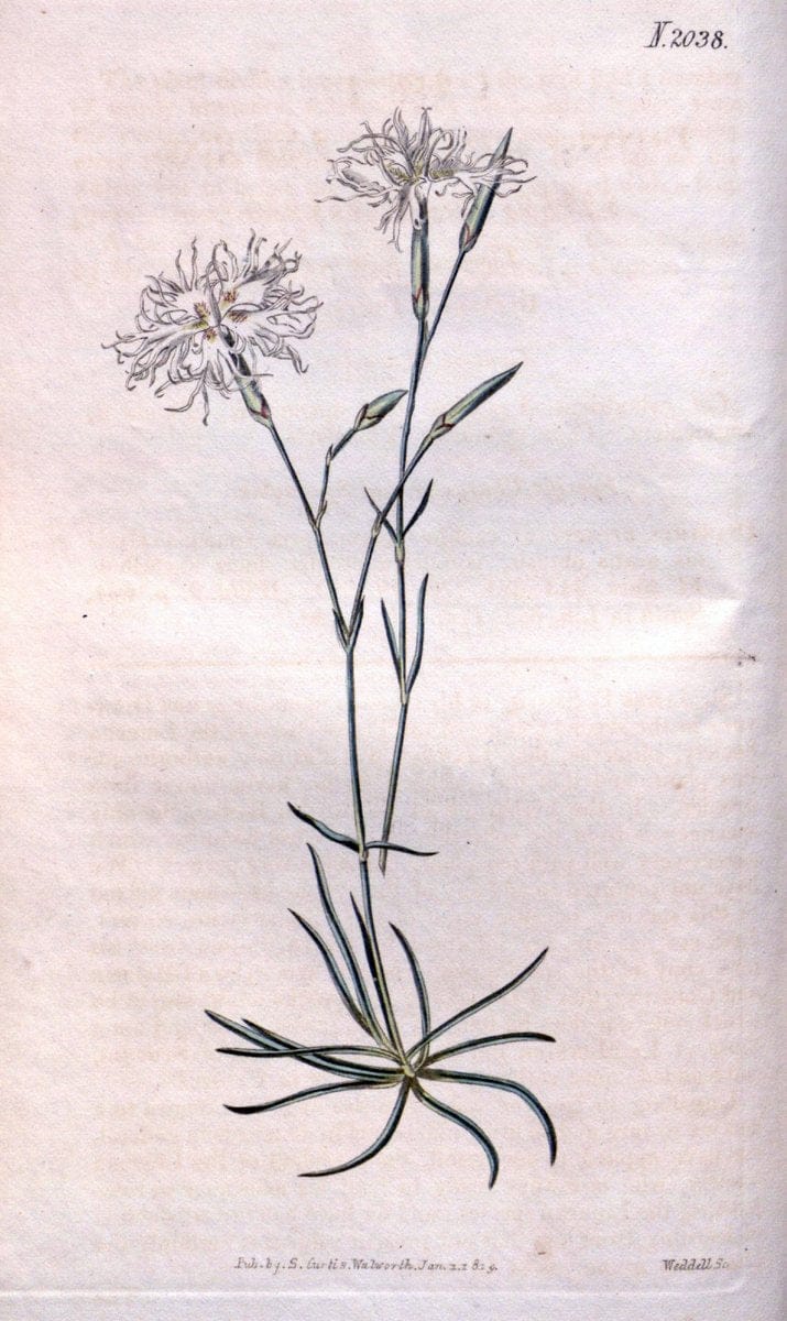 Curtis's botanical magazine. London ; New York [etc.] :Academic Press [etc.]. | "Botanical illustration" Botany Periodicals "Pictorial works" "Plants, Ornamental"  | Vintage Print Reproduction 456223