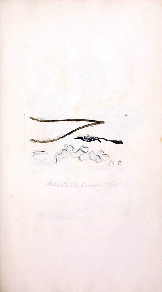 Coloured figures of English fungi or mushrooms. London,Printed by J. Davis,1797-[1809]. | England Mushrooms  | Vintage Print Reproduction 456224