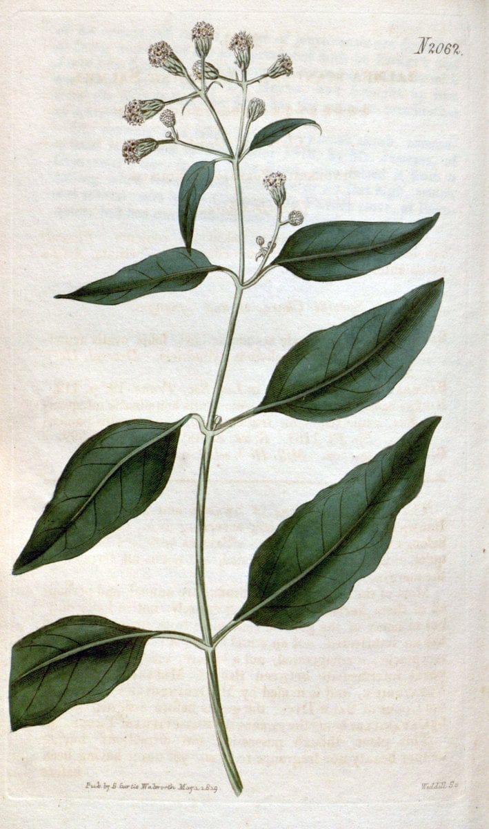 Curtis's botanical magazine. London ; New York [etc.] :Academic Press [etc.]. | "Botanical illustration" Botany Periodicals "Pictorial works" "Plants, Ornamental"  | Vintage Print Reproduction 456225