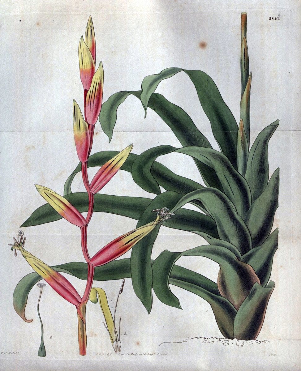 Curtis's botanical magazine. London ; New York [etc.] :Academic Press [etc.]. | "Botanical illustration" Botany Periodicals "Pictorial works" "Plants, Ornamental"  | Vintage Print Reproduction 456226