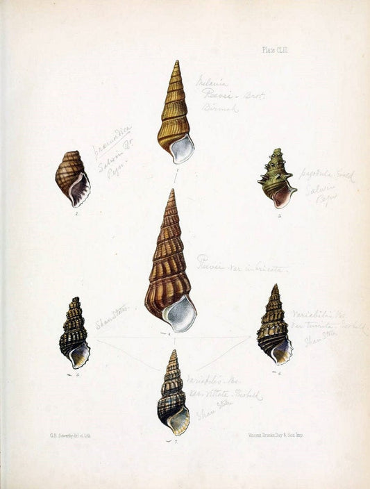 Conchologia indica,.London,1870-1876.. |  | Vintage Print Reproduction 456227