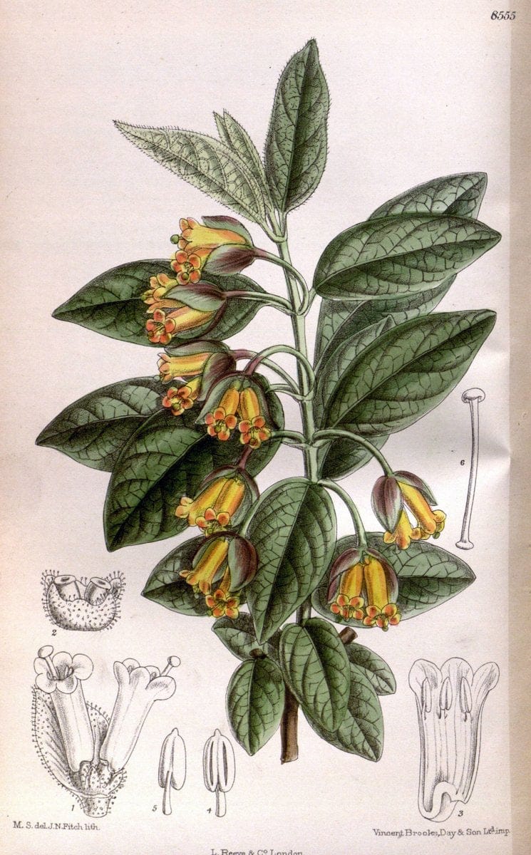 Curtis's botanical magazine. London ; New York [etc.] :Academic Press [etc.]. | "Botanical illustration" Botany Periodicals "Pictorial works" "Plants, Ornamental"  | Vintage Print Reproduction 456228