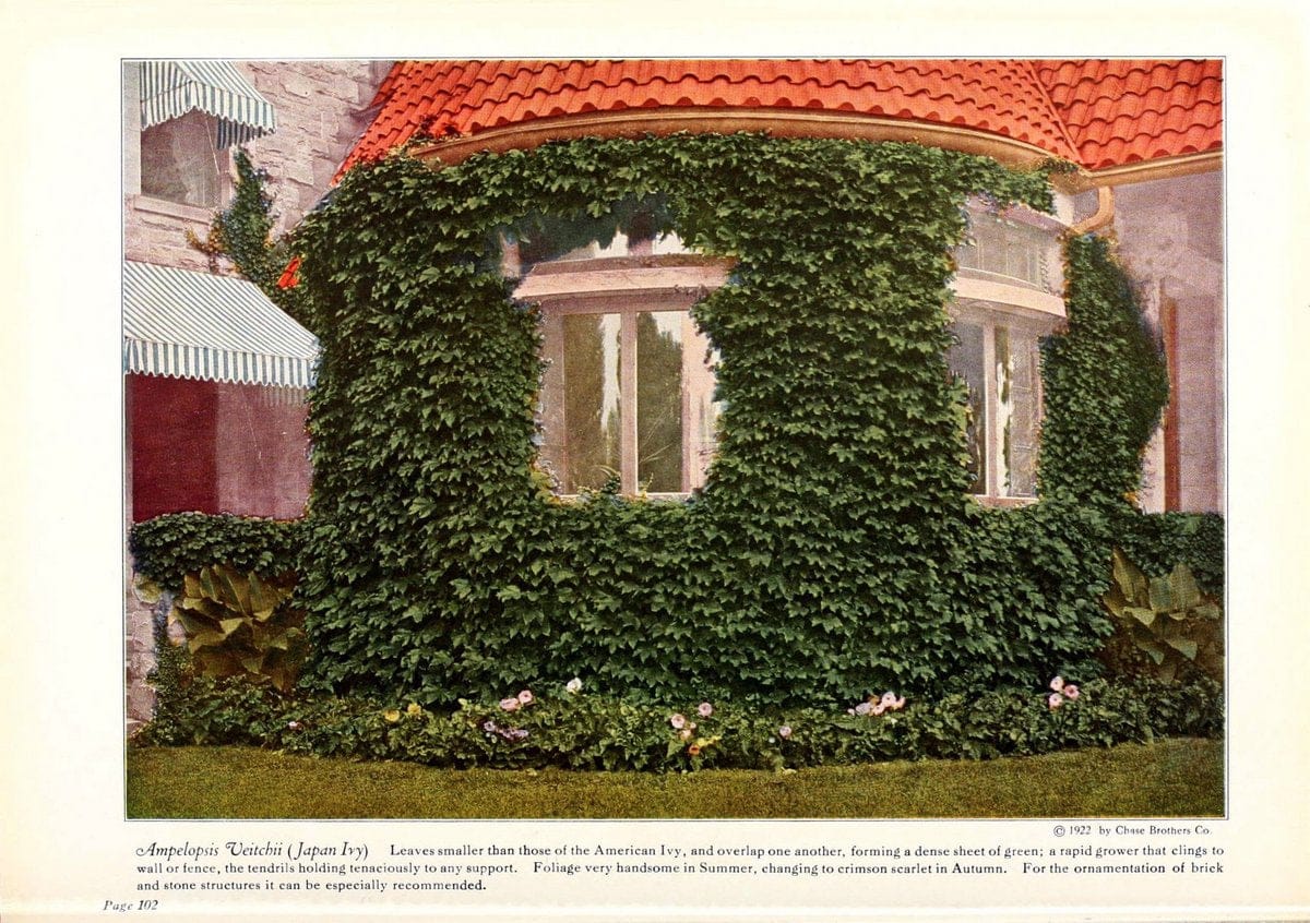 Chase fruit and flowers in natural colorsRochester, N.Y.,Chase brothers company[c1922] | Vintage Print Reproduction 456229