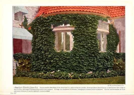 Chase fruit and flowers in natural colorsRochester, N.Y.,Chase brothers company[c1922] | Vintage Print Reproduction 456229