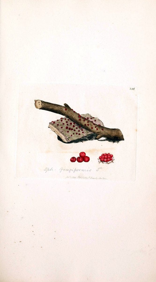 Coloured figures of English fungi or mushrooms. London,Printed by J. Davis,1797-[1809]. | England Mushrooms  | Vintage Print Reproduction 456230