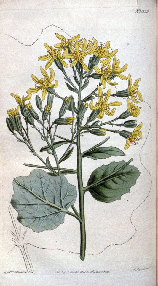 Curtis's botanical magazine. London ; New York [etc.] :Academic Press [etc.]. | "Botanical illustration" Botany Periodicals "Pictorial works" "Plants, Ornamental"  | Vintage Print Reproduction 456231