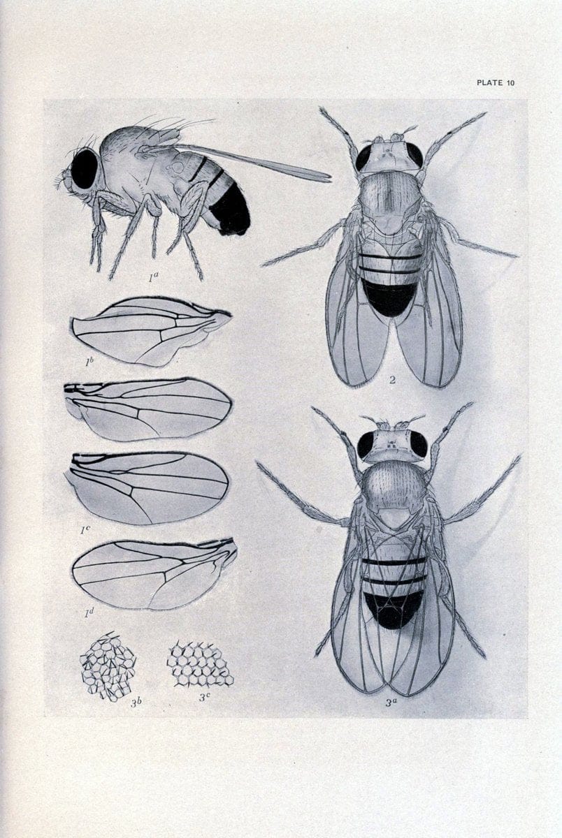 Contributions to the genetics of Drosophila melanogaster . .Washington,Carnegie Institution of Washington,1919.  | "Drosophila melanogaster" Heredity Karyokinesis  | Vintage Print Reproduction 456232
