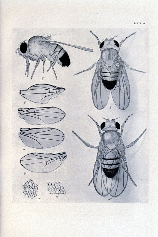 Contributions to the genetics of Drosophila melanogaster . .Washington,Carnegie Institution of Washington,1919.  | "Drosophila melanogaster" Heredity Karyokinesis  | Vintage Print Reproduction 456232