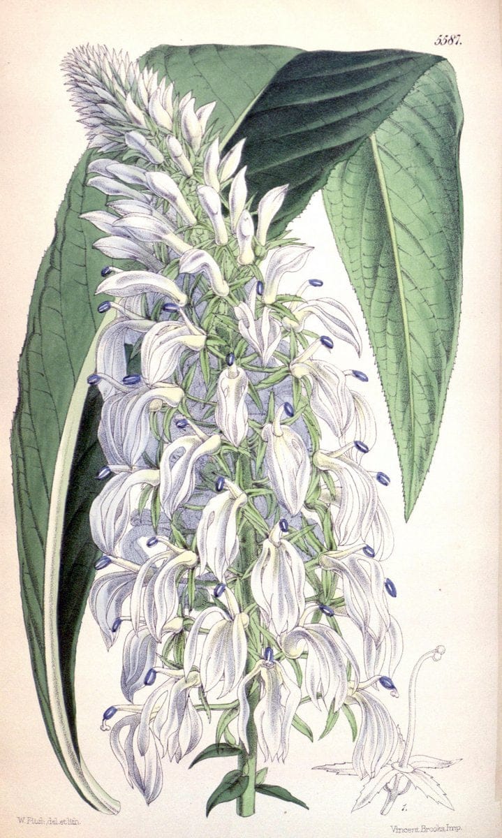 Curtis's botanical magazine. London ; New York [etc.] :Academic Press [etc.]. | "Botanical illustration" Botany Periodicals "Pictorial works" "Plants, Ornamental"  | Vintage Print Reproduction 456233