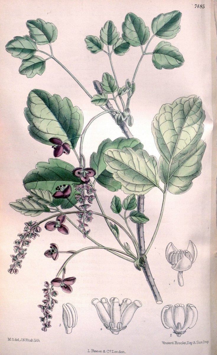 Curtis's botanical magazine. London ; New York [etc.] :Academic Press [etc.]. | "Botanical illustration" Botany Periodicals "Pictorial works" "Plants, Ornamental"  | Vintage Print Reproduction 456234