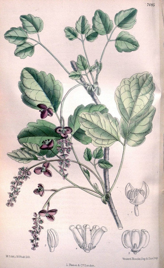Curtis's botanical magazine. London ; New York [etc.] :Academic Press [etc.]. | "Botanical illustration" Botany Periodicals "Pictorial works" "Plants, Ornamental"  | Vintage Print Reproduction 456234