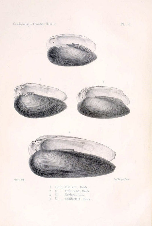 Conchyliologie fluviatile de la province de Nanking et de la Chine centrale /.Paris :Savy,[1875-1885]. | China Mollusks "Nanjing (Jiangsu Sheng)"  | Vintage Print Reproduction 456235
