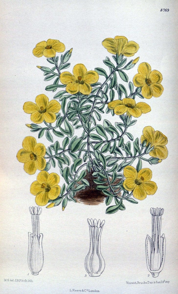 Curtis's botanical magazine. London ; New York [etc.] :Academic Press [etc.]. | "Botanical illustration" Botany Periodicals "Pictorial works" "Plants, Ornamental"  | Vintage Print Reproduction 456237