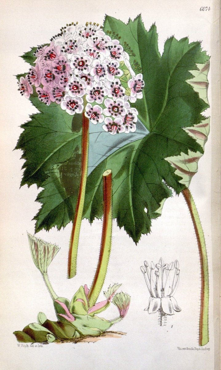 Curtis's botanical magazine. London ; New York [etc.] :Academic Press [etc.]. | "Botanical illustration" Botany Periodicals "Pictorial works" "Plants, Ornamental"  | Vintage Print Reproduction 456238