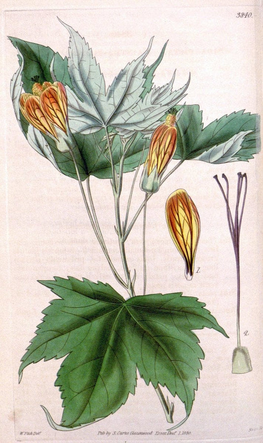 Curtis's botanical magazine. London ; New York [etc.] :Academic Press [etc.]. | "Botanical illustration" Botany Periodicals "Pictorial works" "Plants, Ornamental"  | Vintage Print Reproduction 456239